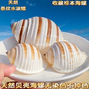 天然海螺贝壳琴螺寄居蟹壳鱼缸水族造景装饰品家居空气凤梨多肉盆