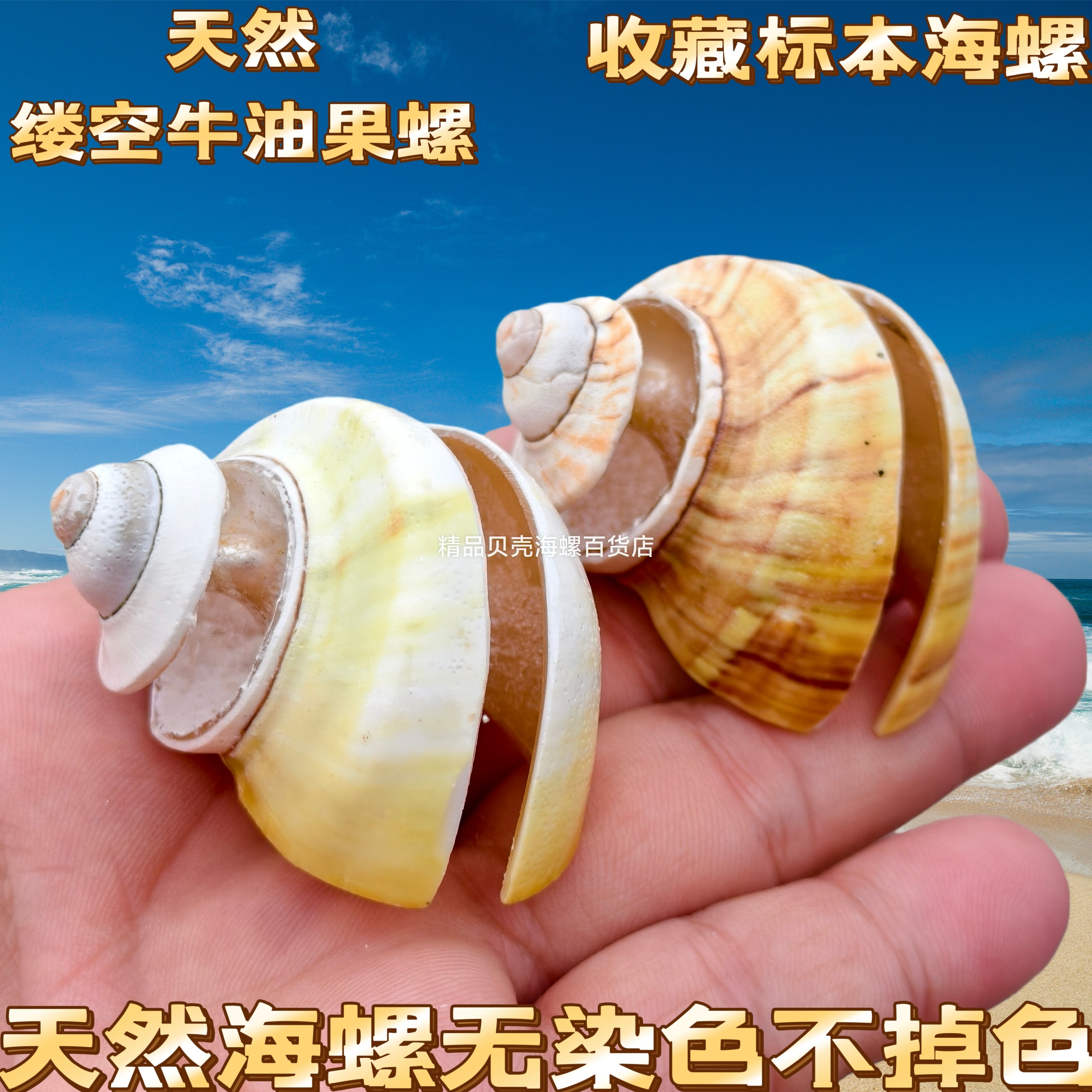 天然海螺贝壳镂空牛油果宝螺水族鱼缸造景创意家居摆件拍摄道具图片