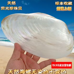 天然贝壳大珍珠母贝淡水河蚌绘画涂鸦拍摄道具摆件果餐盘鱼缸造景