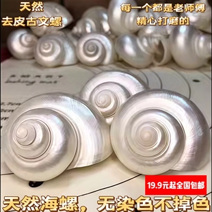 天然贝壳大海螺去皮白螺鱼缸水族箱造景家居装饰摆件卷贝鱼繁殖壳