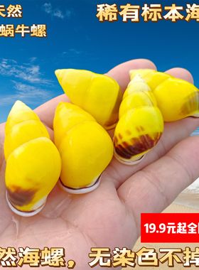 黄色左旋螺天然海螺贝壳标本螺工艺品家居装饰品摆件鱼缸水族造景