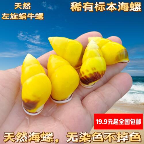 黄色左旋螺天然海螺贝壳标本螺工艺品家居装饰品摆件鱼缸水族造景