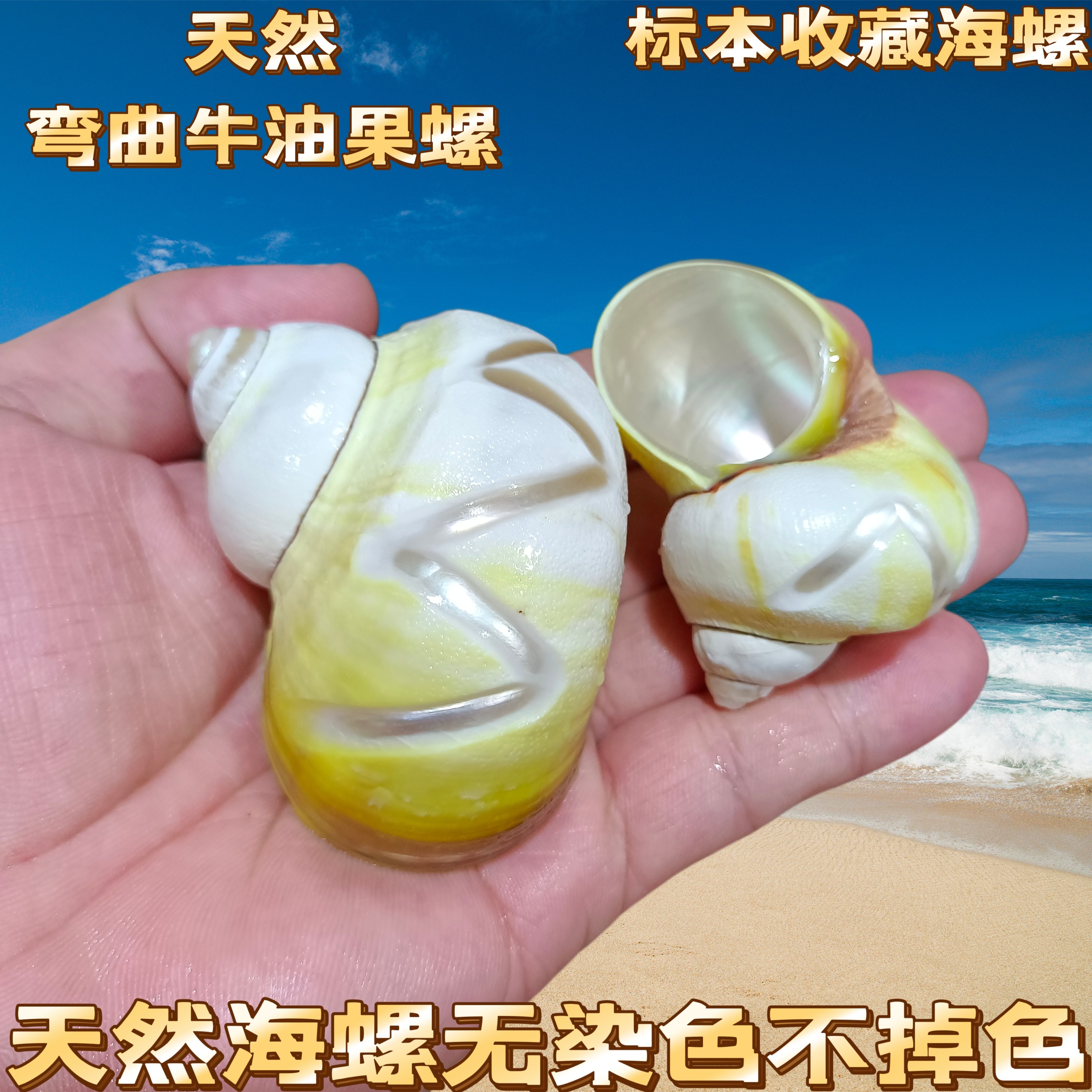 天然贝壳海螺环切古文螺环切牛油果卷贝鱼寄居蟹换壳水族鱼缸装饰