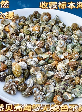 0.5-1cm口径寄居蟹替换壳天然海螺鱼缸调节水质硬度ph硝化菌豆丁