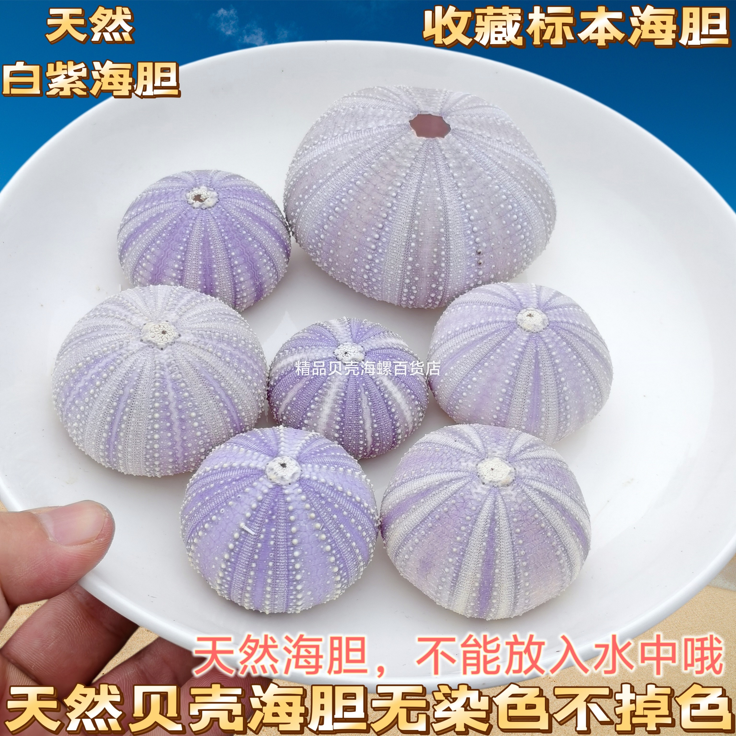 天然海胆壳贝壳海螺创意diy相框夜灯地中海装饰空气凤梨花盆包邮