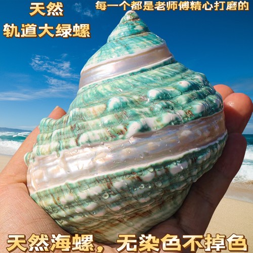 条纹绿嵘螺天然海螺贝壳寄居蟹卷贝鱼替换专用壳鱼缸水族造景包邮