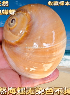 天然海螺贝壳青鸟螺手工diy材料相框鱼缸水族造景寄居蟹替换壳