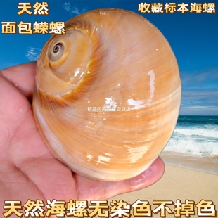 天然海螺贝壳青鸟螺手工diy材料相框鱼缸水族造景寄居蟹替换壳