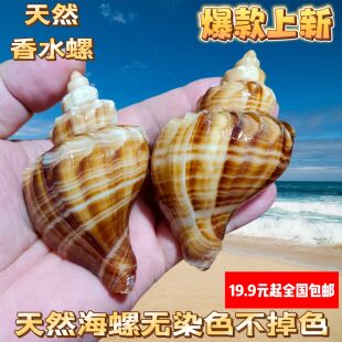 天然贝壳海螺香螺标本螺鱼缸水族装饰品摆件寄居蟹替换壳家居摆件