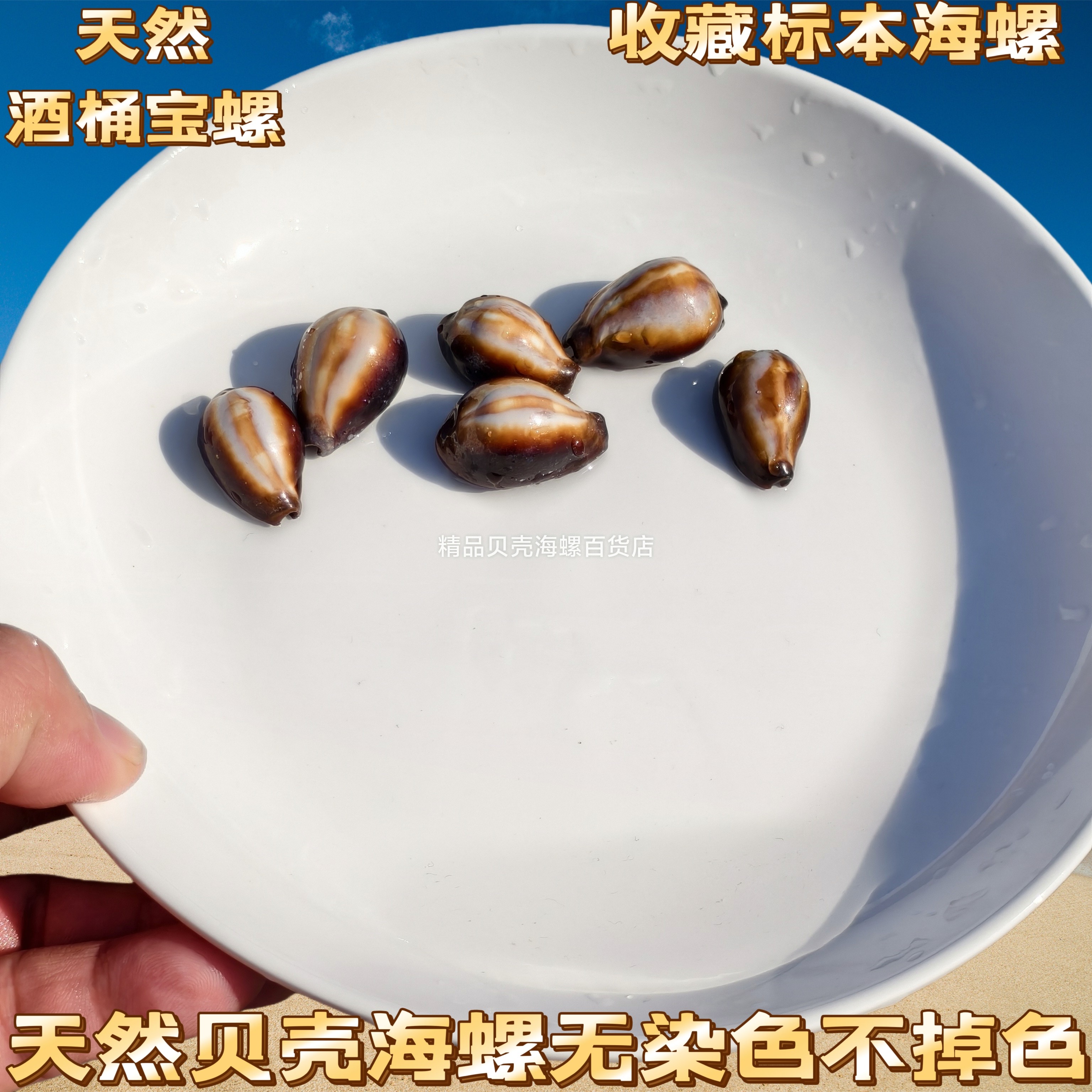 天然小海螺贝壳玛瑙宝螺稀有标本鱼缸造景家居橱窗装饰品创意礼物图片