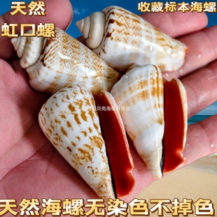 天然海螺贝壳虹口螺稀有标本水族鱼缸造景装饰品创意橱窗拍摄道具