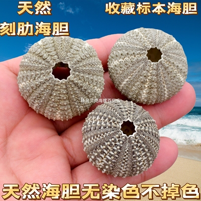 包邮稀有天然海胆壳套餐标本 空气凤梨相框小夜灯材料 紫色白粉色