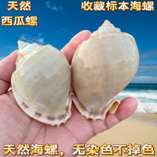 西瓜螺天然贝壳海螺鱼缸造景卷贝鱼寄居蟹繁殖壳创意多肉盆栽摆件