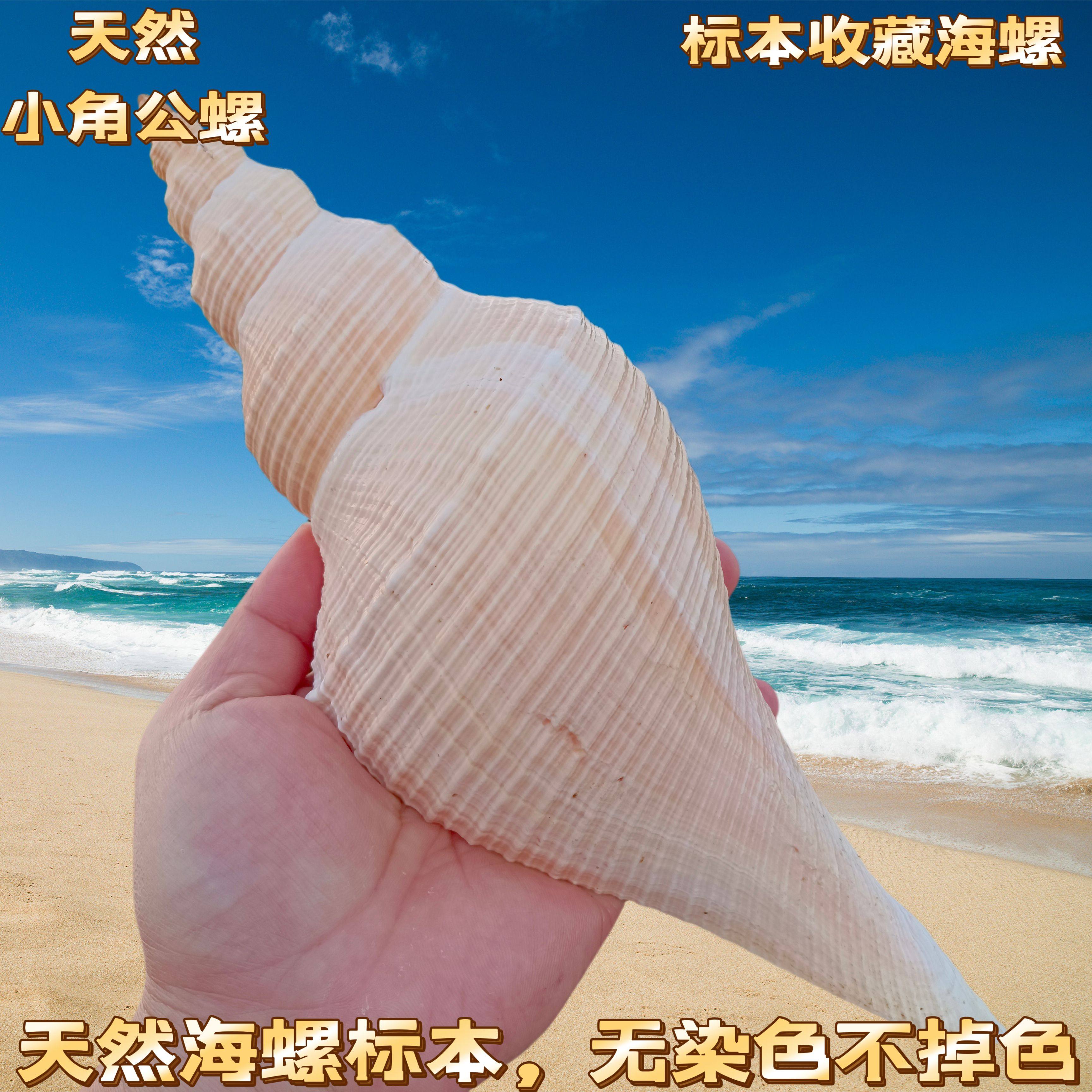 长香螺天然贝壳大海螺号角收藏老角响螺切口能吹响道士吹号包邮
