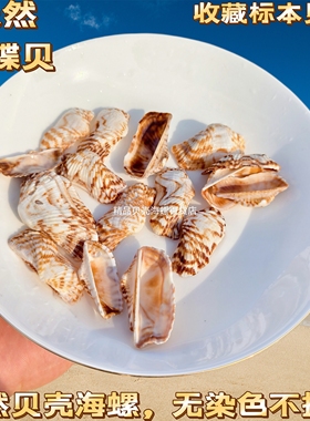 天然贝壳海螺蛤蜊扇贝壳椰子贝鸟尾蛤鱼缸地台橱窗摆件贴墙ID手工