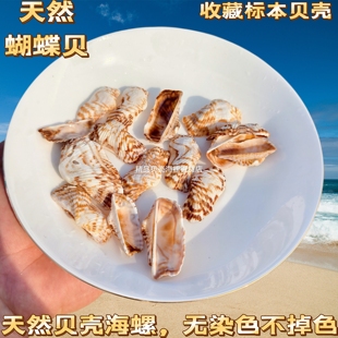 天然贝壳海螺蛤蜊扇贝壳椰子贝鸟尾蛤鱼缸地台橱窗摆件贴墙ID手工