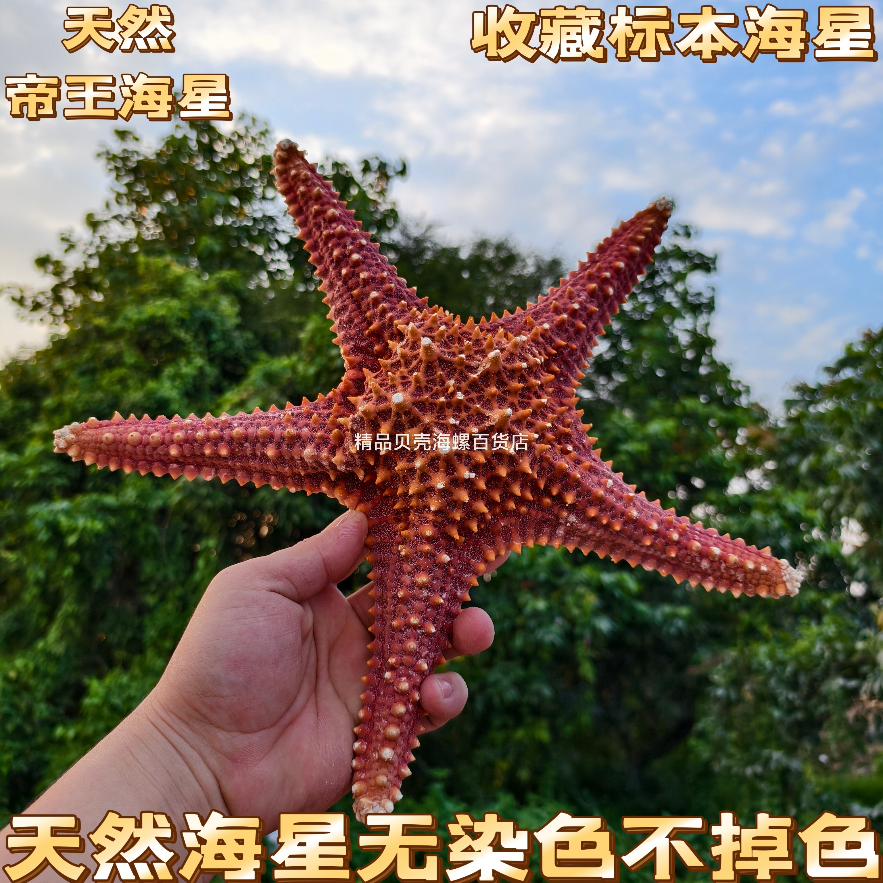 超大天然海螺贝壳干海星玩具标本观赏摆件家居装饰品造景拍摄道具