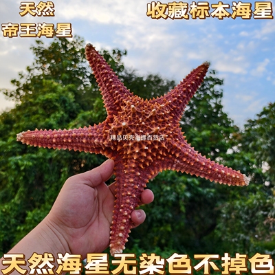 超大天然海螺贝壳干海星玩具标本观赏摆件家居装饰品造景拍摄道具