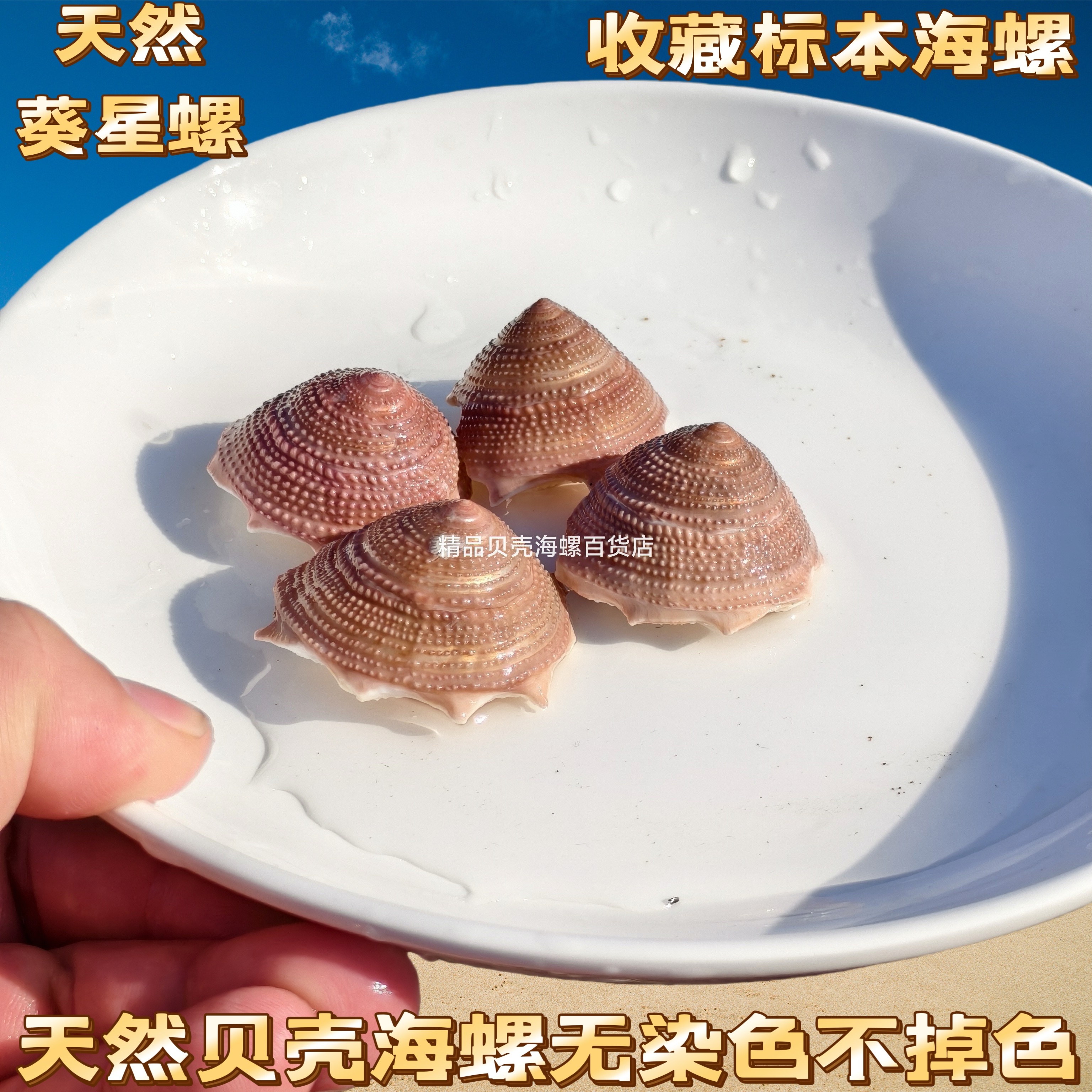 太阳螺 鱼缸水族箱造景装饰房间创意摆件高档场所观赏标本收藏