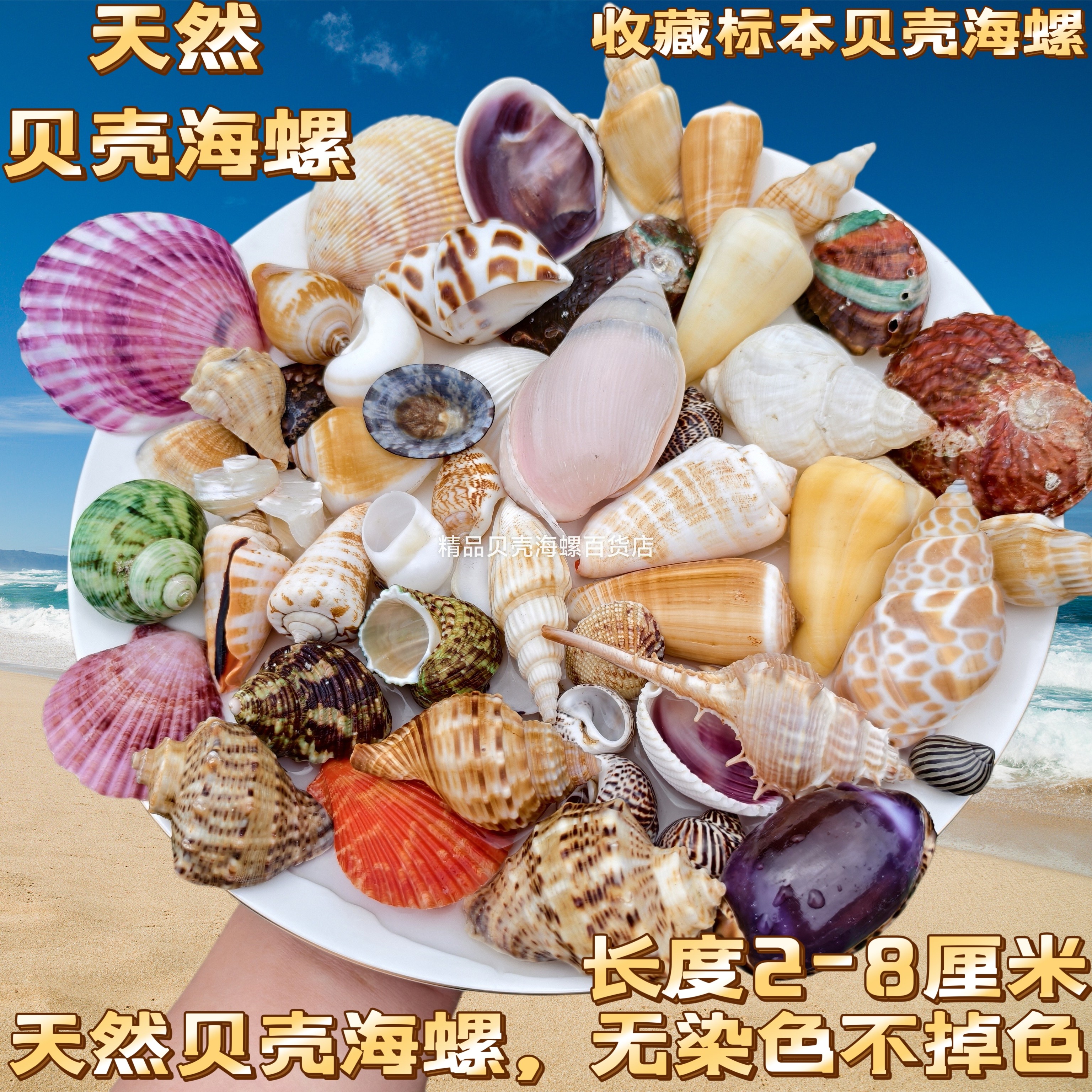 天然贝壳海螺壳摆件海星贝壳鱼缸水族箱地台造景儿童玩具礼物包邮