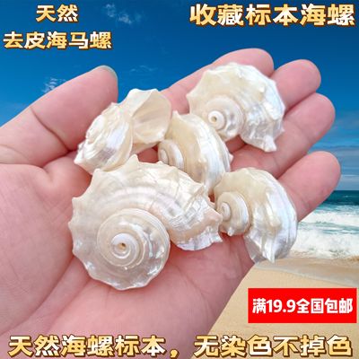 天然海螺贝壳银口圆刺卷贝鱼寄居蟹壳鱼缸造景摆藏标本厂价直销包