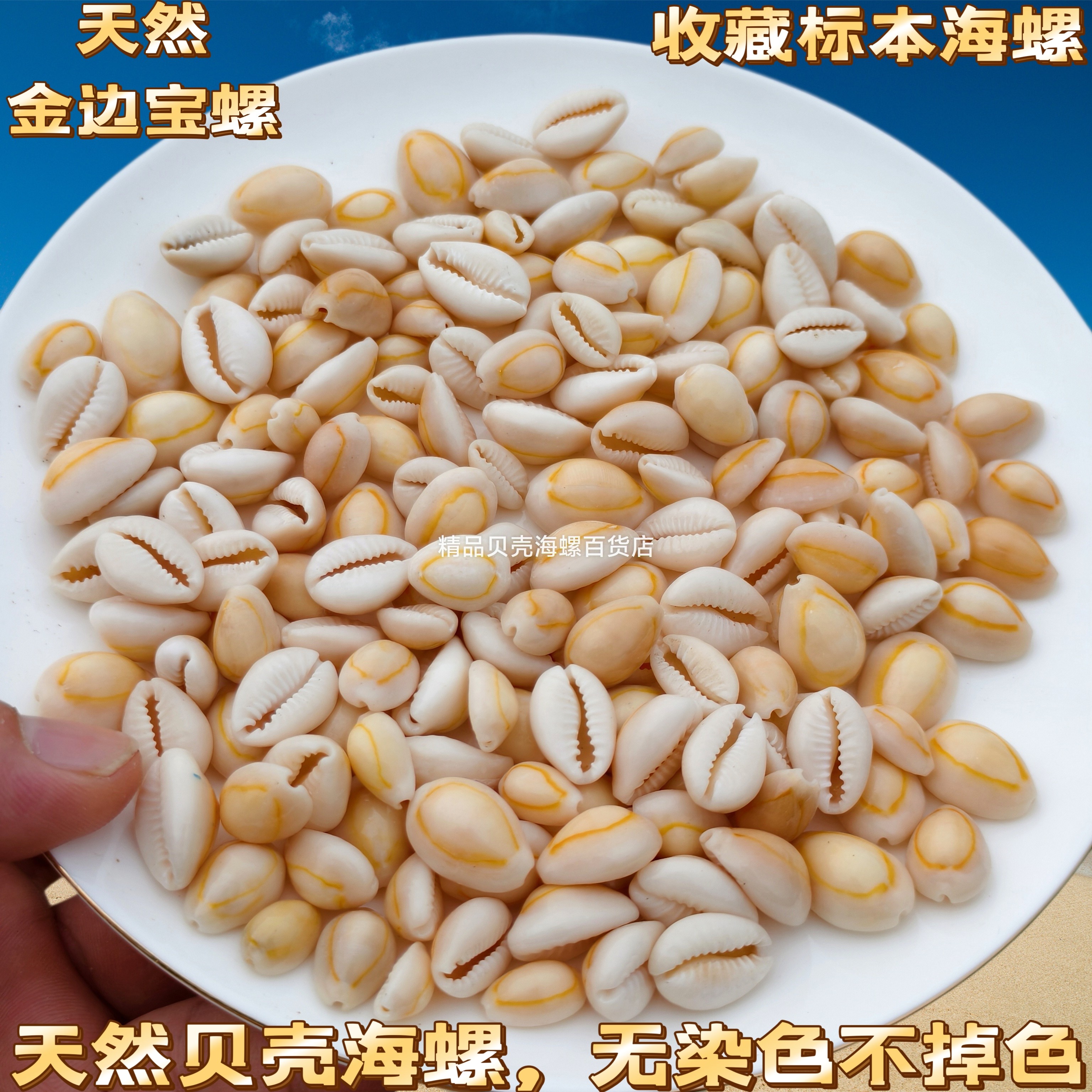 天然金边宝螺贝壳无染色不掉色 手工DIY材料鱼缸造景收藏标本装饰图片