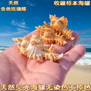 高贵千手螺天然海螺贝壳稀有标本收藏螺家居装饰摆件鱼缸造景包邮
