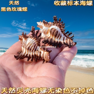 玫瑰黑千手螺天然海螺贝壳寄居蟹替换壳收藏标本摆件黑千手骨螺