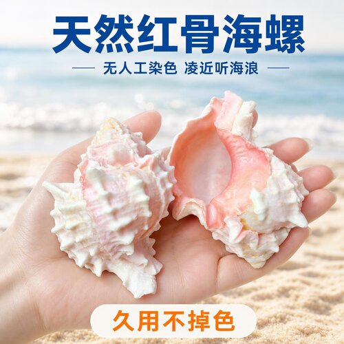 天然贝壳大粉红骨螺听风海螺多肉花盆鱼缸造景卷贝鱼寄居蟹替换壳