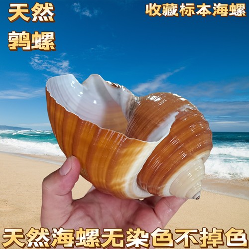 天然海螺贝壳面包螺蜗牛螺大号寄居蟹卷贝鱼替换壳鱼缸水族造景
