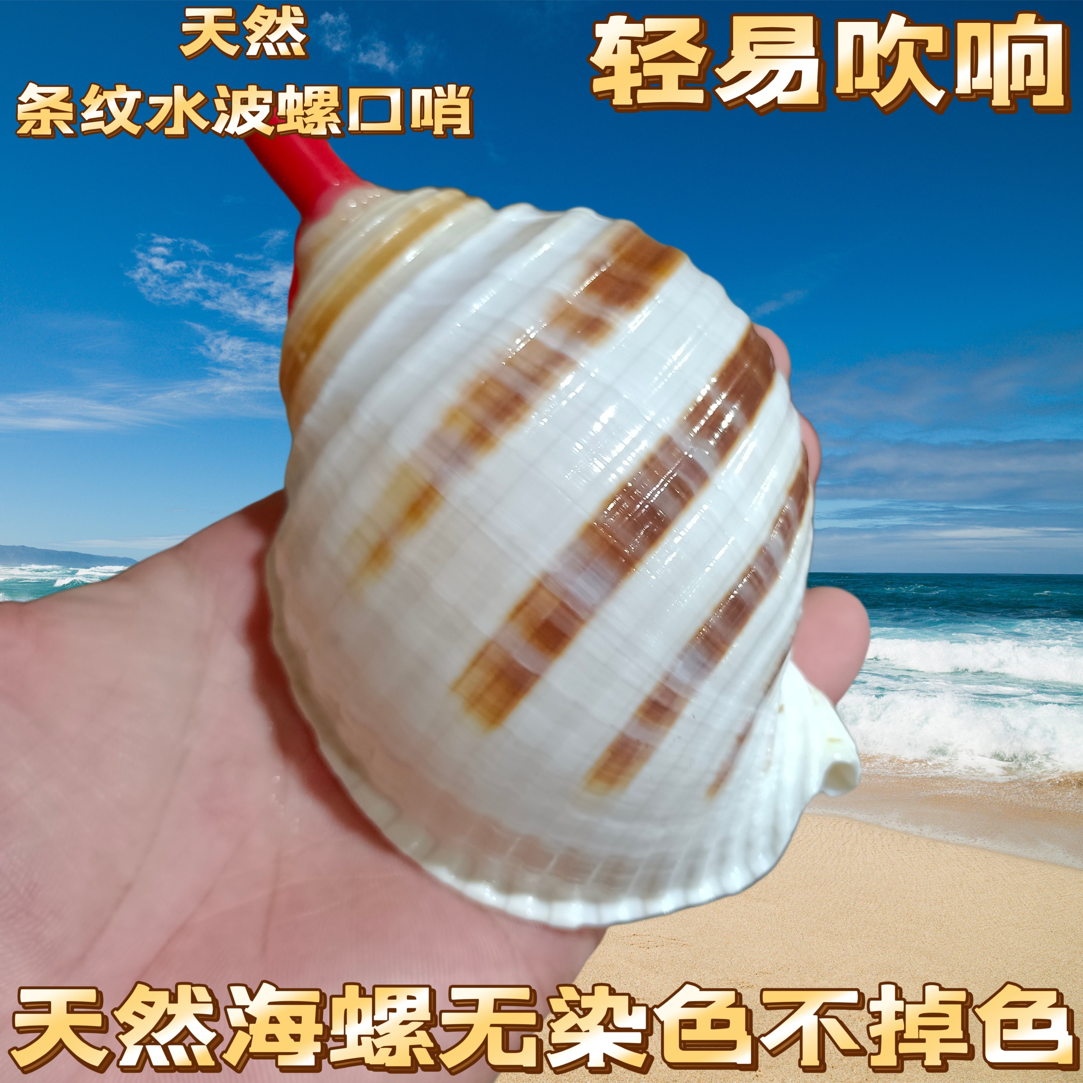 天然海螺口哨大海螺响螺号角海螺贝壳工艺品创意礼物儿童玩具图片
