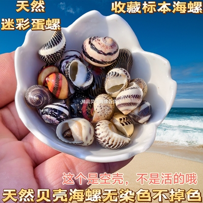天然七彩海螺彩蛋螺寄居蟹小豆丁替换壳鱼缸装饰造景摆件