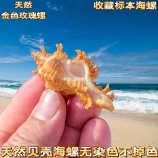 粉色高贵千手螺收藏级精品天然海螺标本