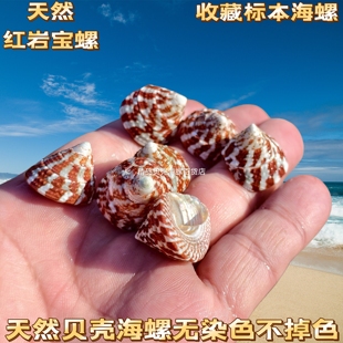 天然小海螺贝壳红岩宝钟螺稀有收藏标本鱼缸装饰水族造景寄居蟹壳