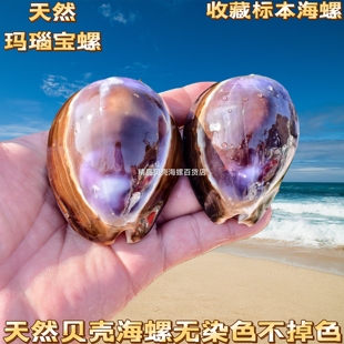 天然海螺贝壳稀有抛光紫龟甲宝螺创意手把件摆件鱼缸造景装饰