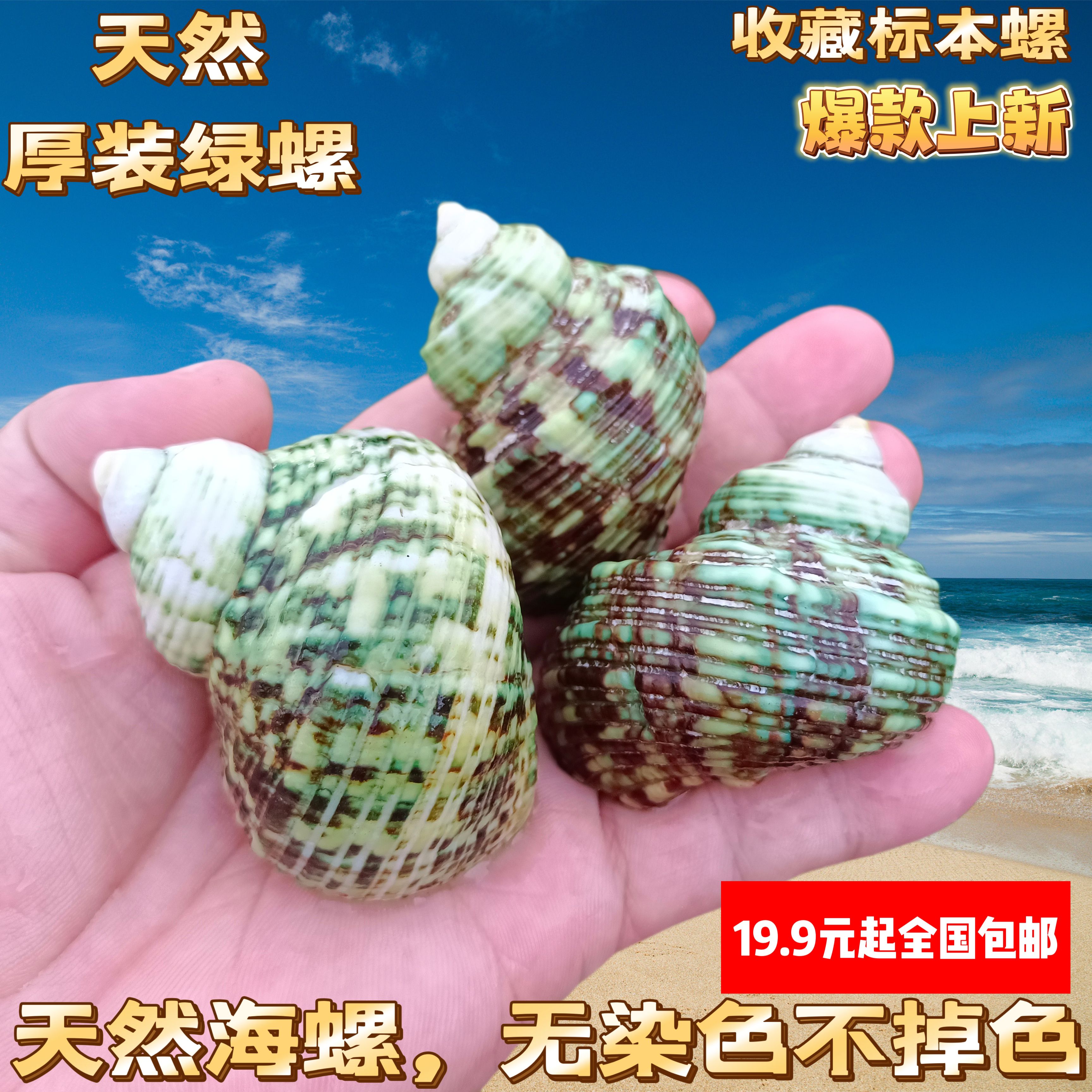 银口嵘螺天然小海螺贝壳标本鱼缸造景装饰摆件卷贝鱼寄居蟹替换壳