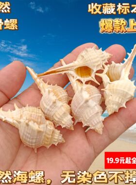 天然贝壳海螺海星4-7cm长尾刺女巫骨鱼缸水族箱微景观diy装配饰