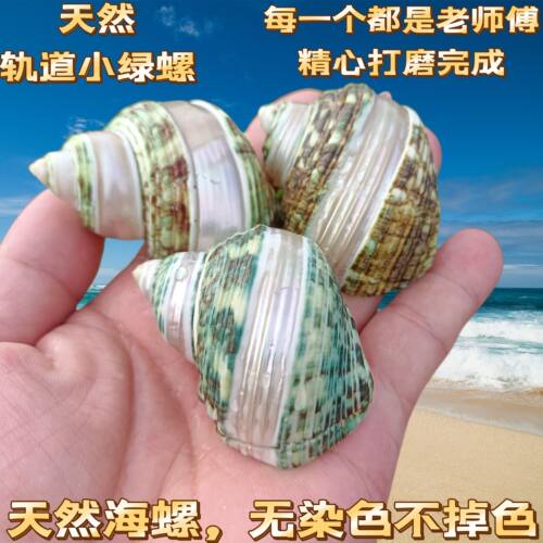 绿螺条纹广口嵘螺天然海螺贝壳家居收藏标本摆件鱼缸寄居蟹替换壳