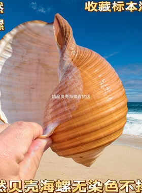 天然贝壳海螺琴螺鱼缸水族箱装饰品卷贝鱼繁殖壳多肉花盆小摆件大