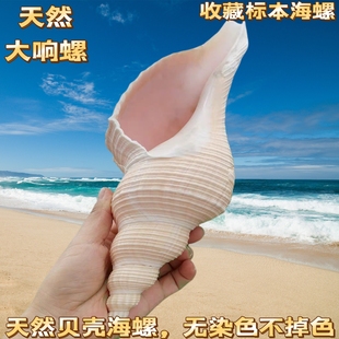 大响螺长香螺角螺天然贝壳海螺鱼缸居家橱窗摆件海星角螺吹号海螺