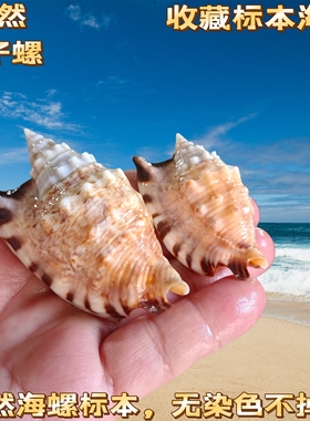 天然海螺贝壳燕尾黑口凤螺橱窗装饰摆件创意收藏礼物鱼缸水族造景