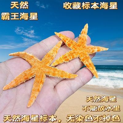 【保证完整】【真海星勿碰水】5-7厘米天然晒干黄金海星收藏标本