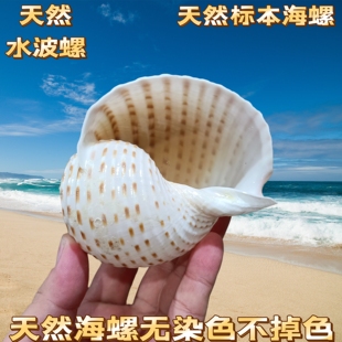 花点琴螺天然海螺贝壳鱼缸水族造景卷贝鱼繁殖壳多肉花盆底座摆件