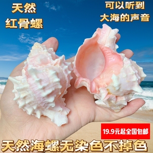 卷贝鱼寄居蟹替换壳天然贝壳大粉红骨螺听风海螺多肉花盆鱼缸造景