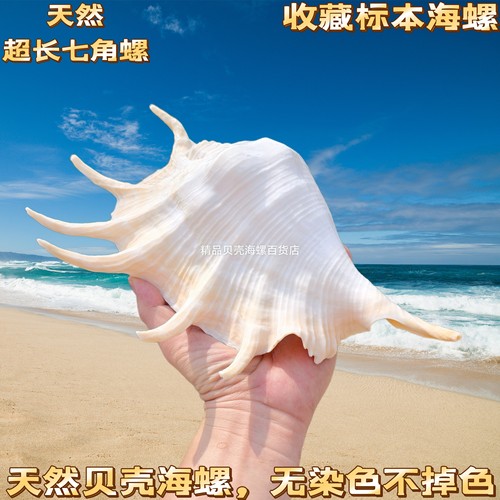 天然大七角螺贝壳海螺鱼缸造景家居装饰收藏品摄影拍摄道具