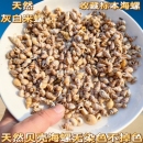 天然海螺贝壳迷你小米螺鱼缸微景观儿童手工diy漂流瓶贝壳画材料