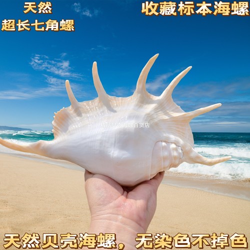 大七角螺天然贝壳海螺创意礼品地中海风情家居摆件鱼草缸造景装饰