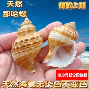天然海螺那哈海螺贝壳手工diy装饰品卷贝鱼寄居蟹壳鱼缸造景珊瑚