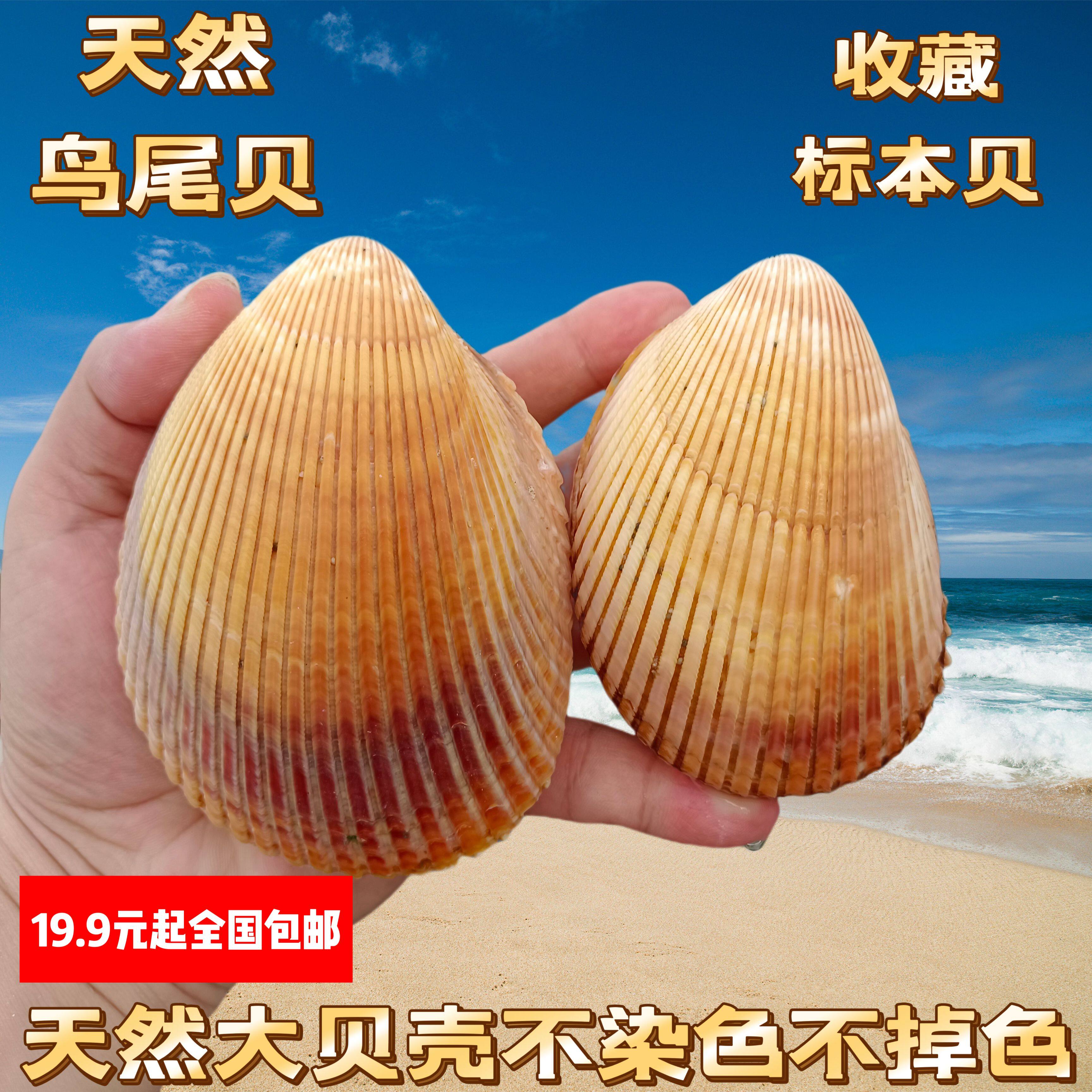 天然海螺贝壳鸟尾蛤超大摆件装饰鱼缸造景家居标本收藏心形情侣贝