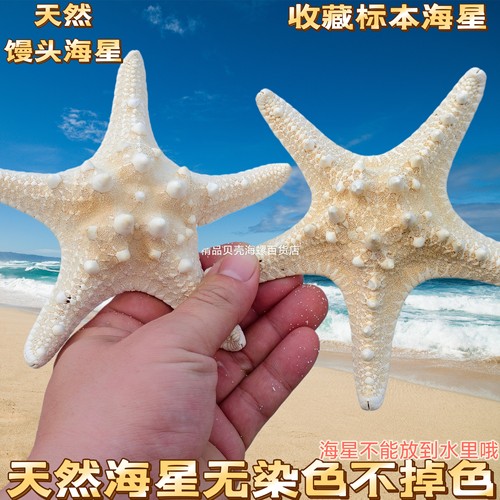 天然海螺贝壳五指霸王馒头海星标本地中海地台装饰品贴墙摆件收藏